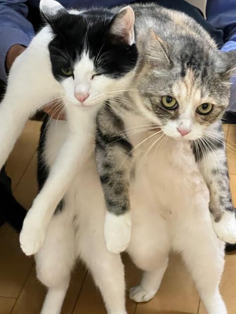 サニックス
