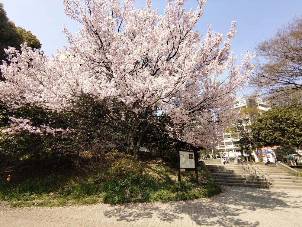 日高
